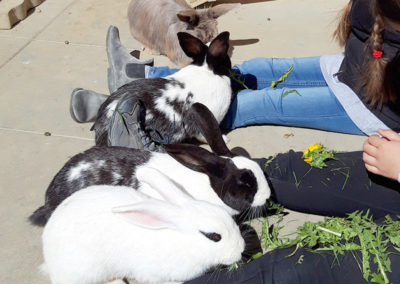 séance de médiation animale avec des lapins