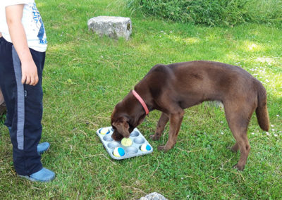 séance de médiation animale avec un chien