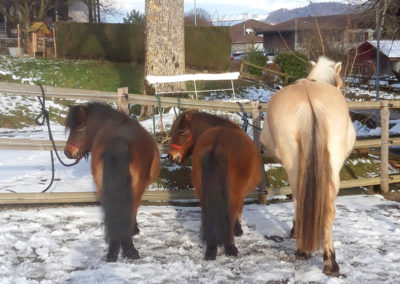 3 équidés dans un prés hivernal